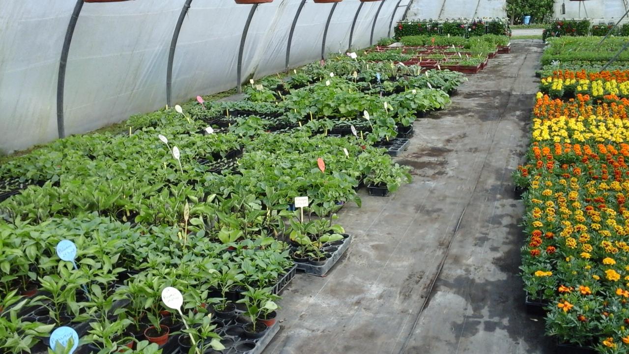 Plants de légumes