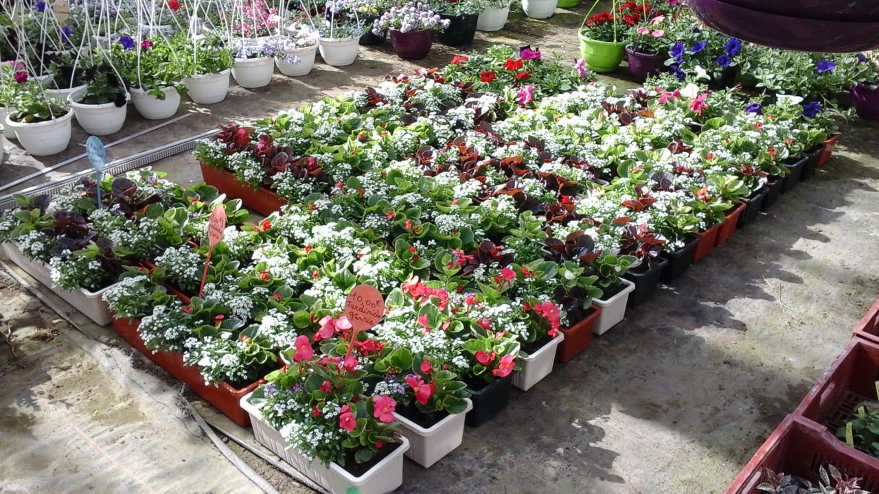 Jardinières fleuries