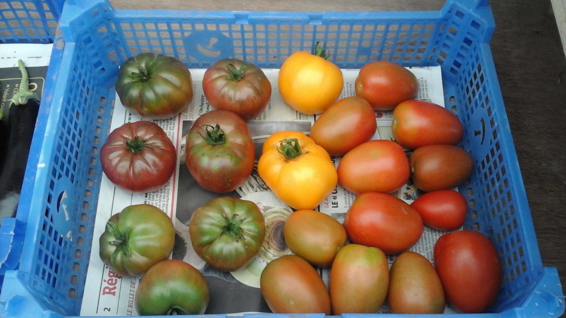 Tomates de couleur