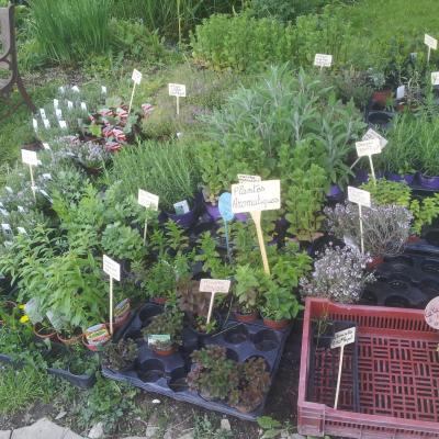 Plantes aromatiques